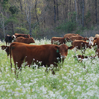 South Poll Cattle